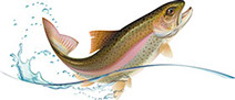 Photo of fish symbolizing attracting new customers with website design.